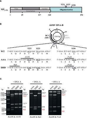 Phosphorylations of the Abutilon Mosaic Virus Movement Protein Affect Its Self-Interaction, Symptom Development, Viral DNA Accumulation, and Host Range